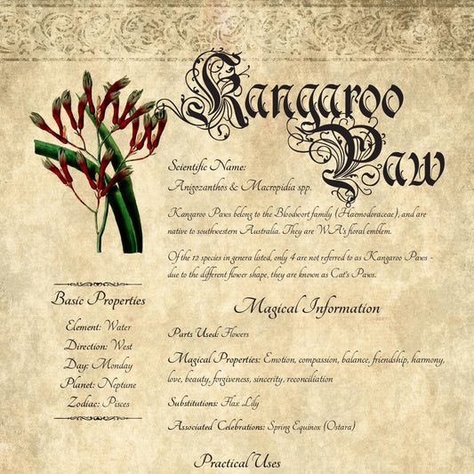 Antique-style grimoire page on the properties of Kangaroo Paw, with an aged paper background and script font