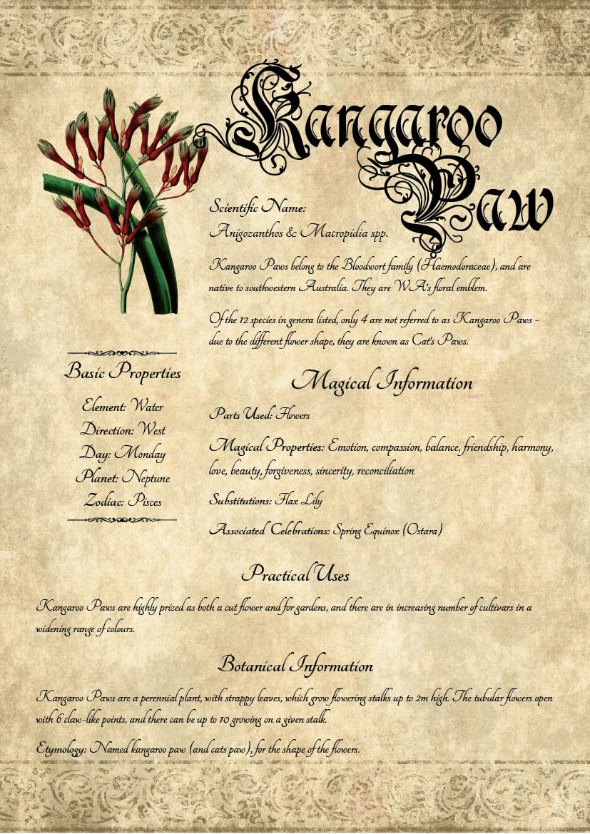 Antique-style grimoire page on the properties of Kangaroo Paw, with an aged paper background and script font