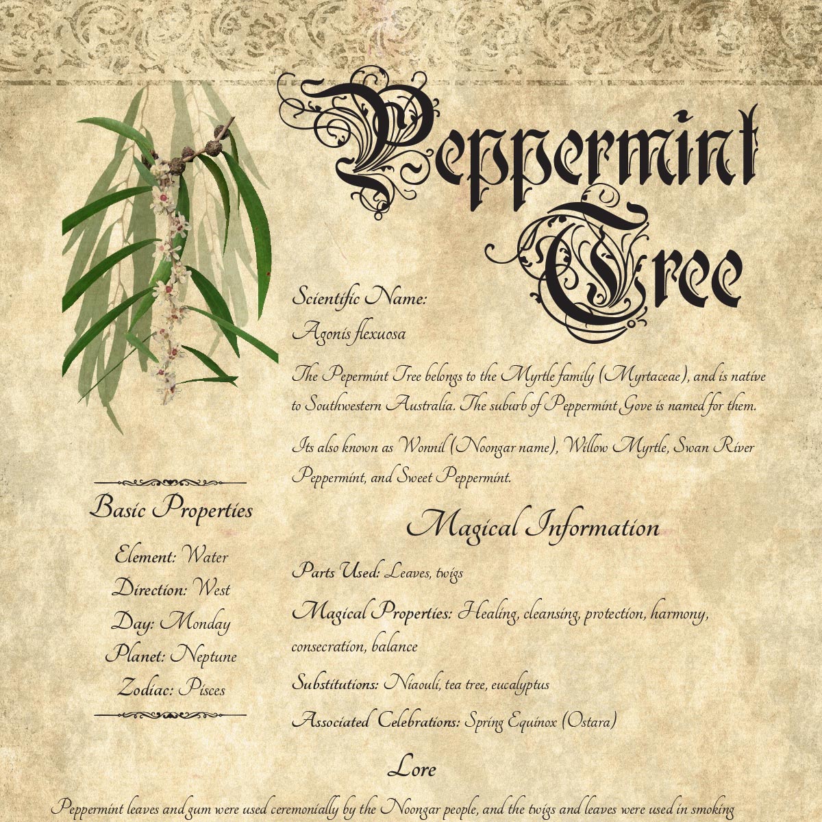 Antique-style grimoire page on the properties of Peppermint Tree, with an aged paper background and script font