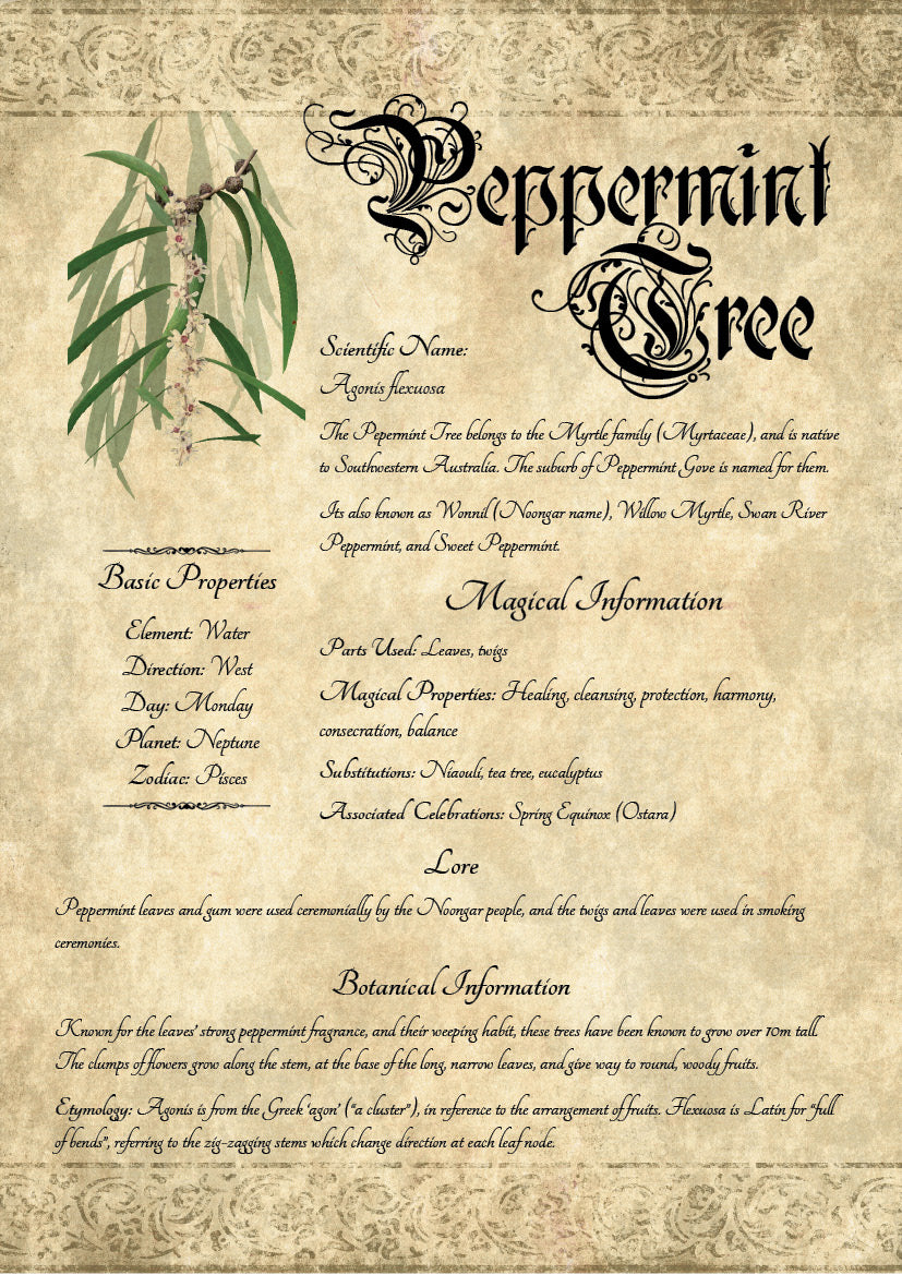 Antique-style grimoire page on the properties of Peppermint Tree, with an aged paper background and script font