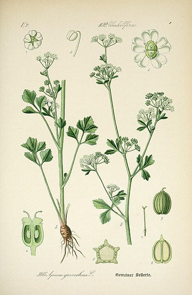 Celery botanical illustration