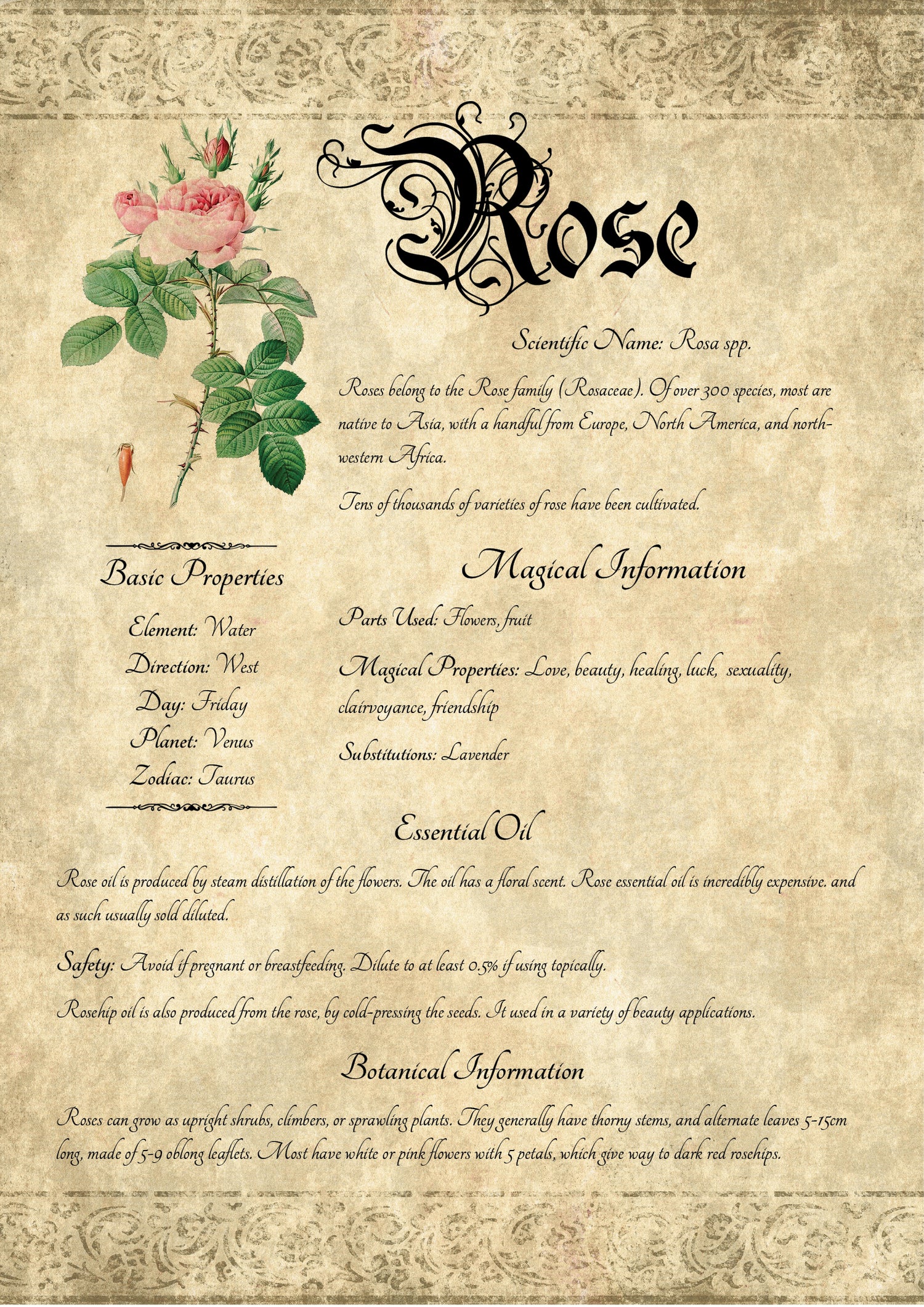 Antique-style grimoire page on the properties of Rose, with an aged paper background and script font