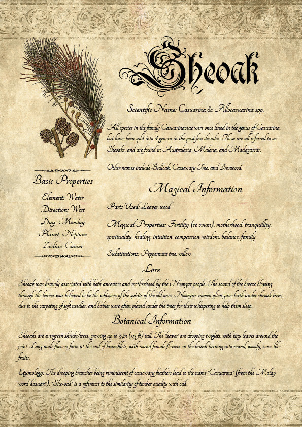 Antique-style grimoire page on the properties of Sheoak, with an aged paper background and script font