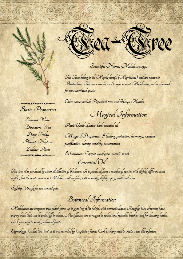 Antique-style grimoire page on the properties of Tea-Tree, with an aged paper background and script font