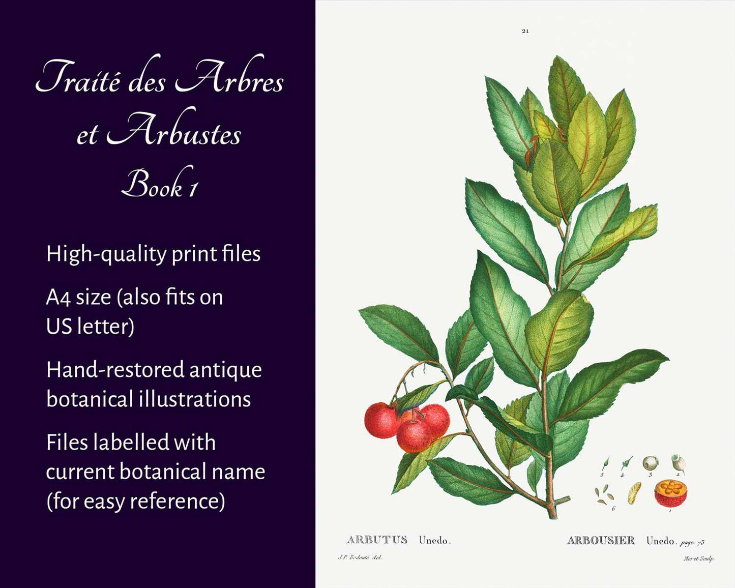 Traité des Arbres et Arbustes (Book 1)