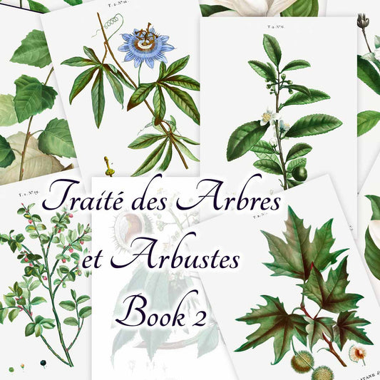 Traité des Arbres et Arbustes (Book 2)