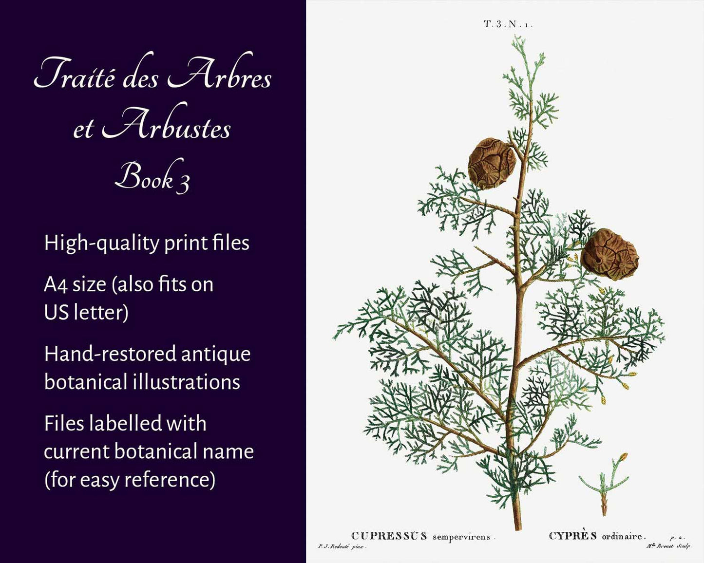 Traité des Arbres et Arbustes (Book 3)