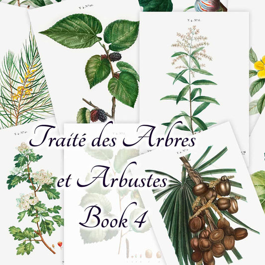 Traité des Arbres et Arbustes (Book 4)