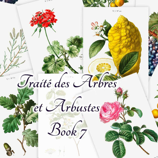 Traité des Arbres et Arbustes (Book 7)