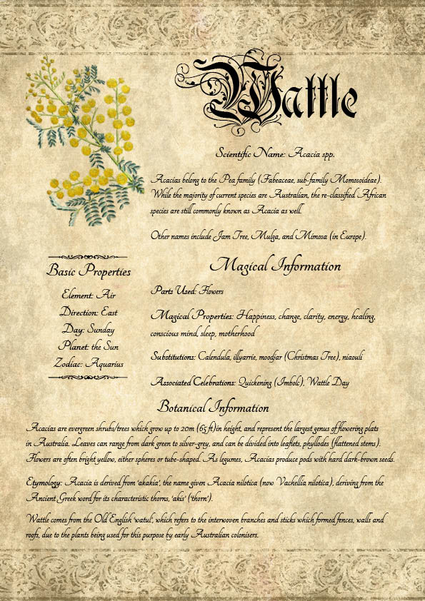 Antique-style grimoire page on the properties of Wattle, with an aged paper background and script font