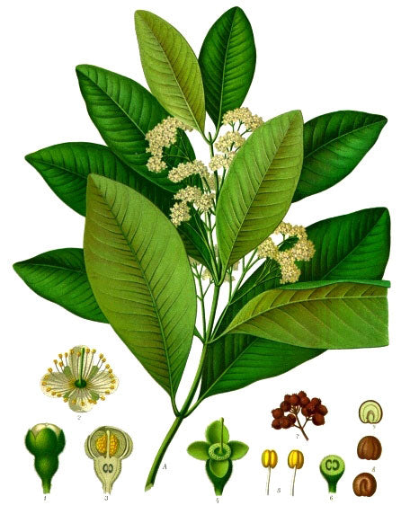 Allspice botanical illustration