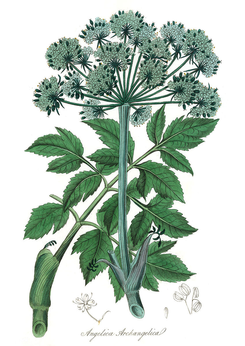 Angelica botanical illustration
