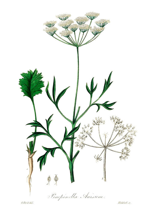 Anise botanical illustration