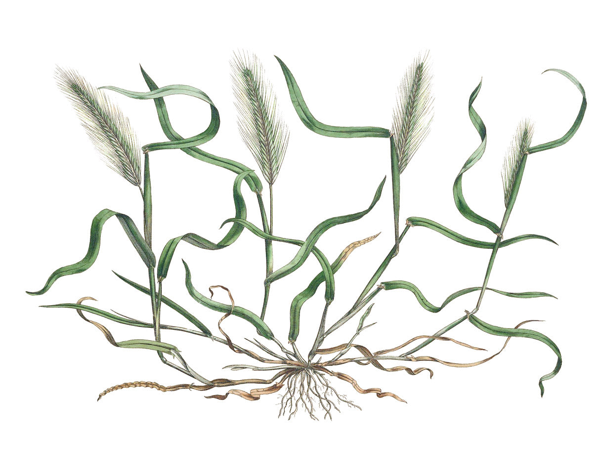 Barley botanical illustration