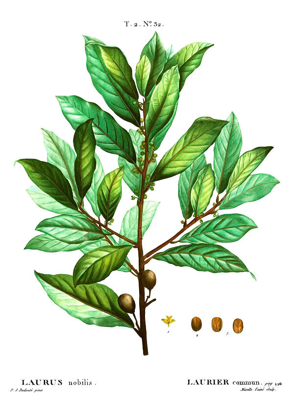 Bay botanical illustration