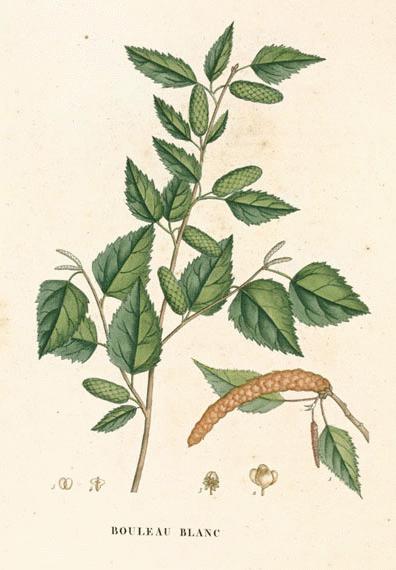 Birch botanical illustration