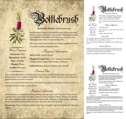 Collage of 3 versions of the Bottlebrush grimoire page: with a readable/serif vs script font + with/without background