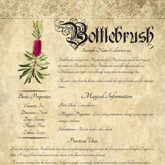 Antique-style grimoire page on the properties of Bottlebrush, with an aged paper background and script font