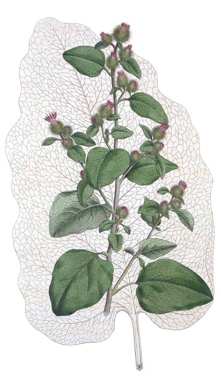 Burdock botanical illustration