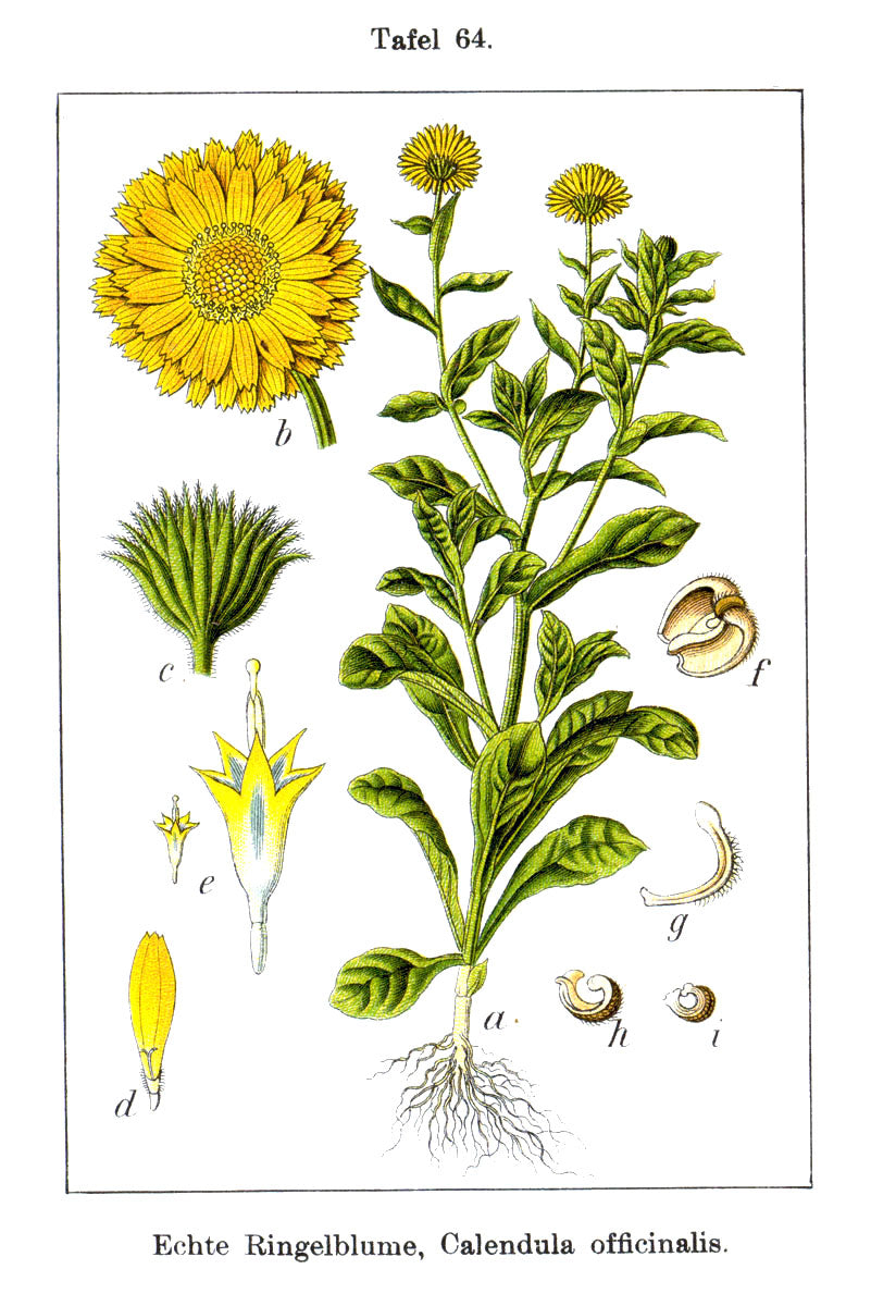 Calendula botanical illustration