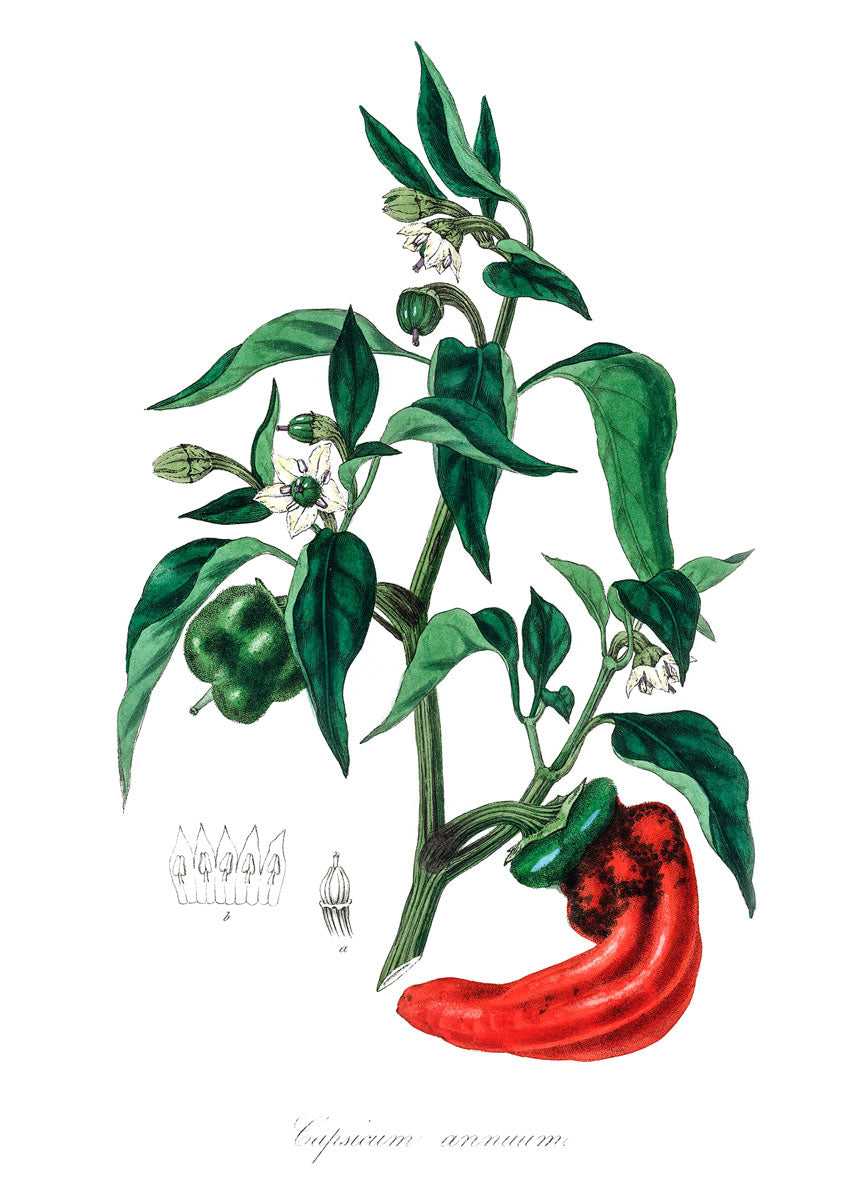 Chilli botanical illustration