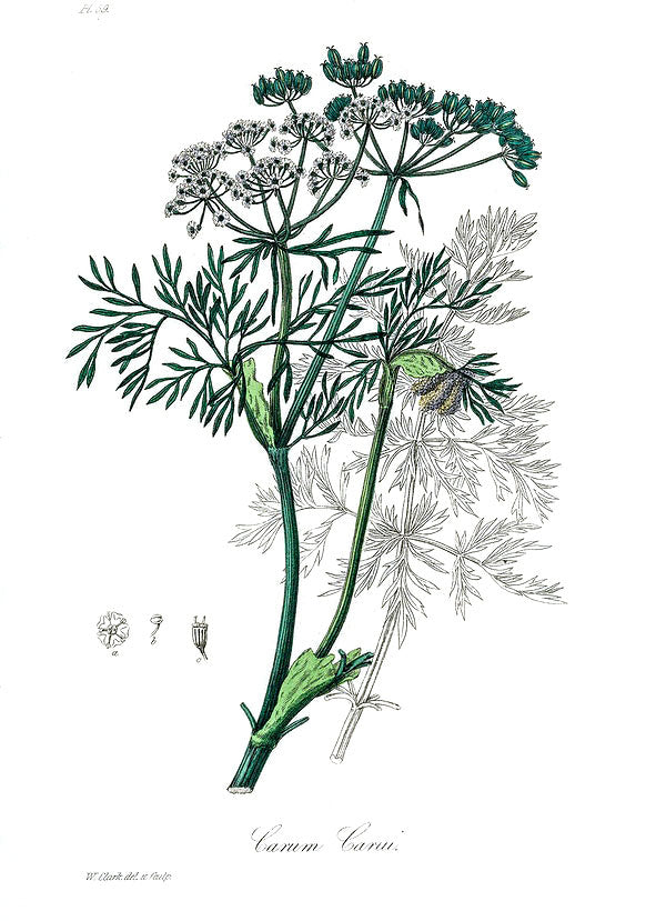 Caraway botanical illustration