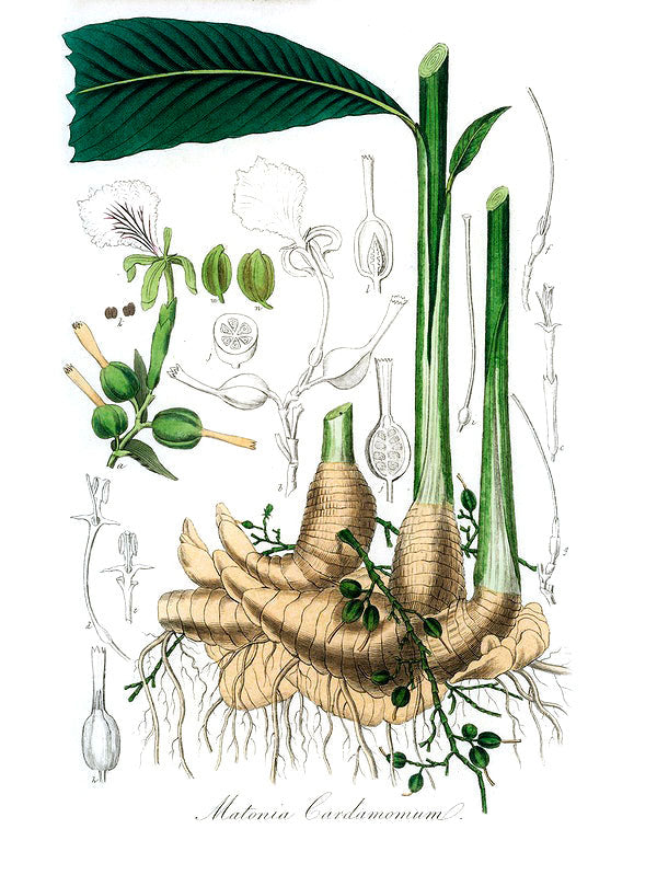 Cardamom botanical illustration