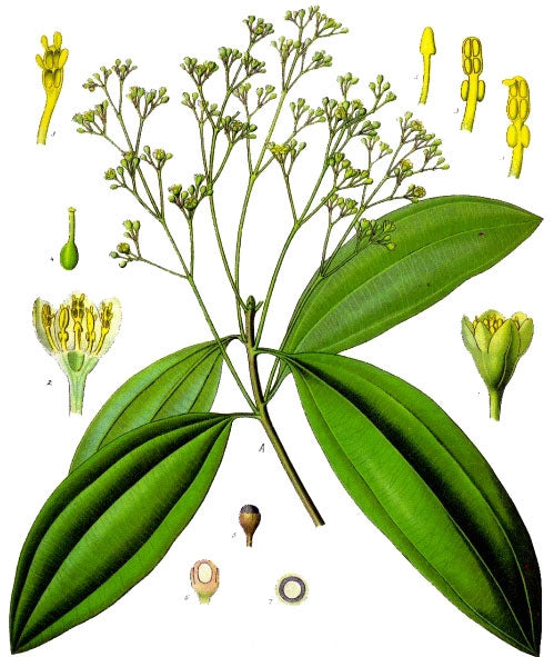 Cassia botanical illustration