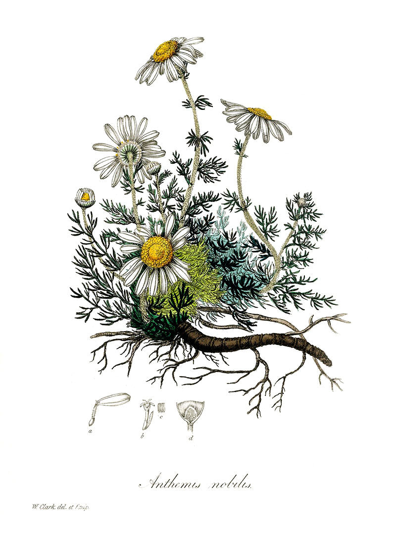 Chamomile botanical illustration