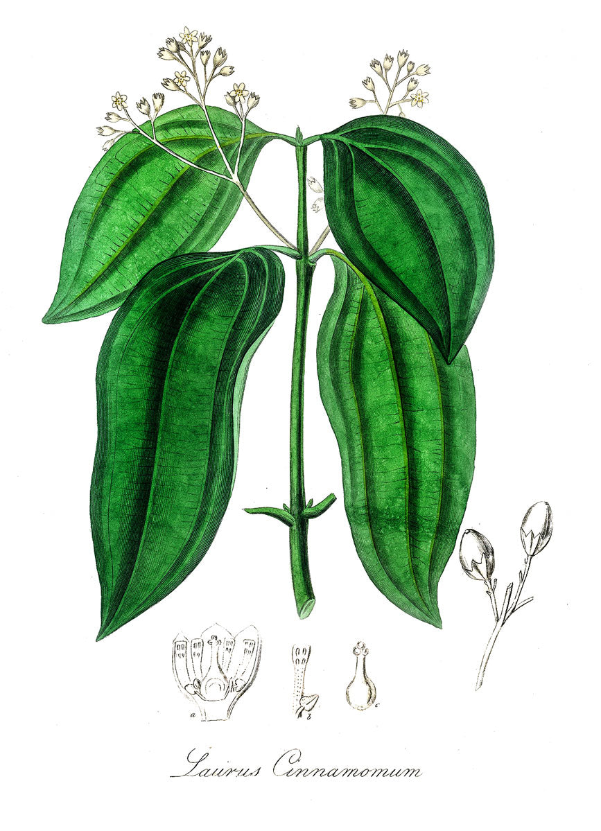 Cinnamon botanical illustration