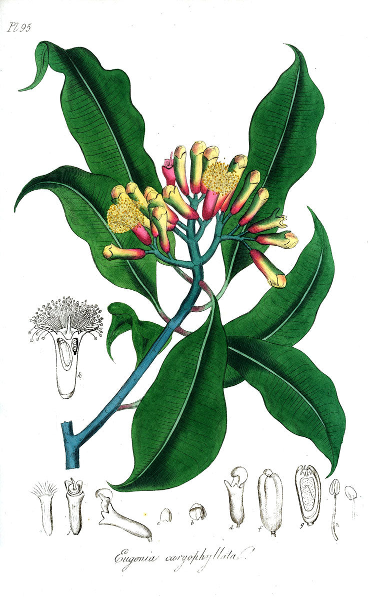 Clove botanical illustration