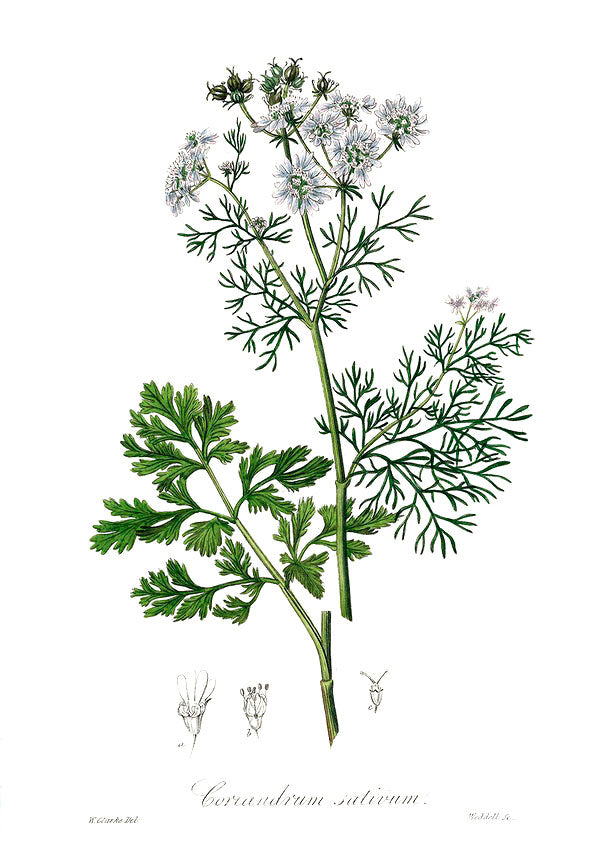 Coriander botanical illustration