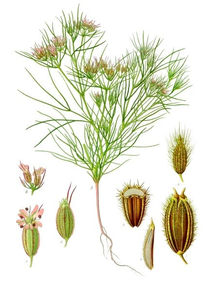 Cumin botanical illustration