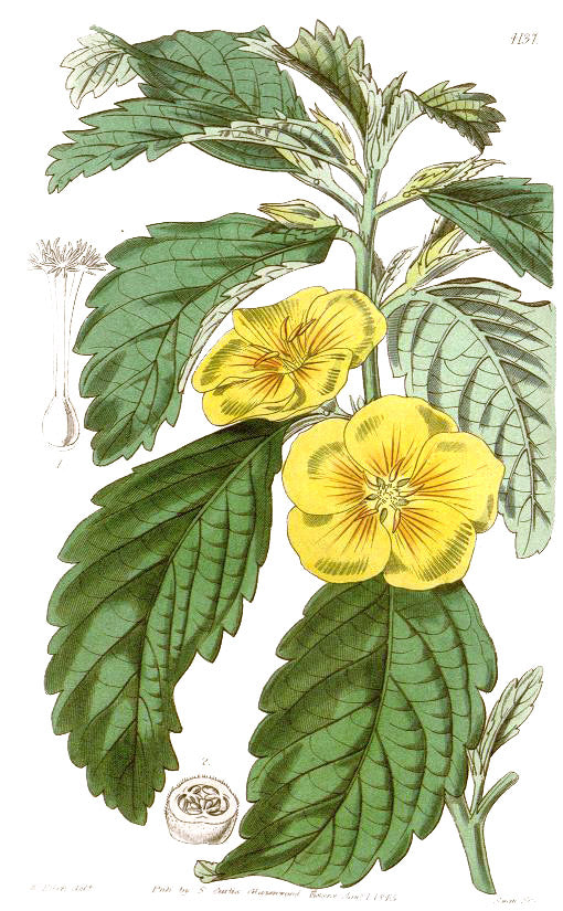 Damiana botanical illustration
