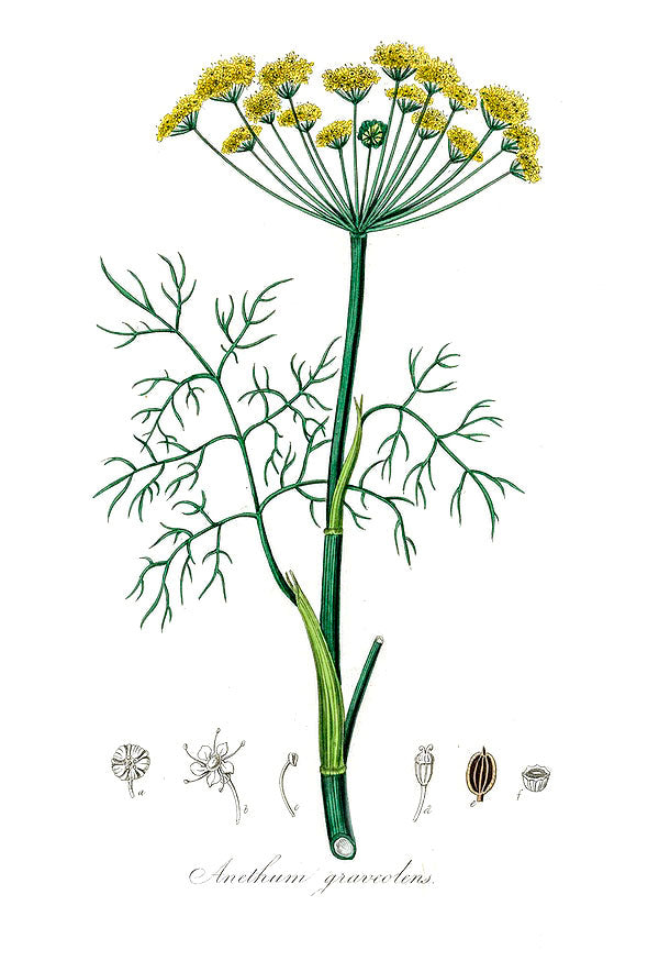 Dill botanical illustration