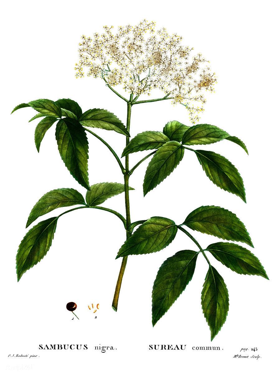 Elder botanical illustration