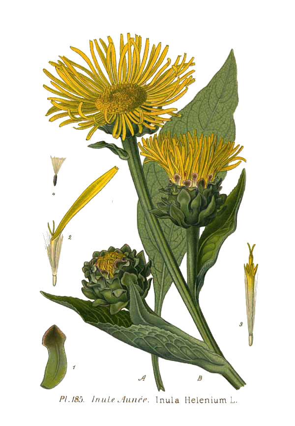 Elecampane botanical illustration