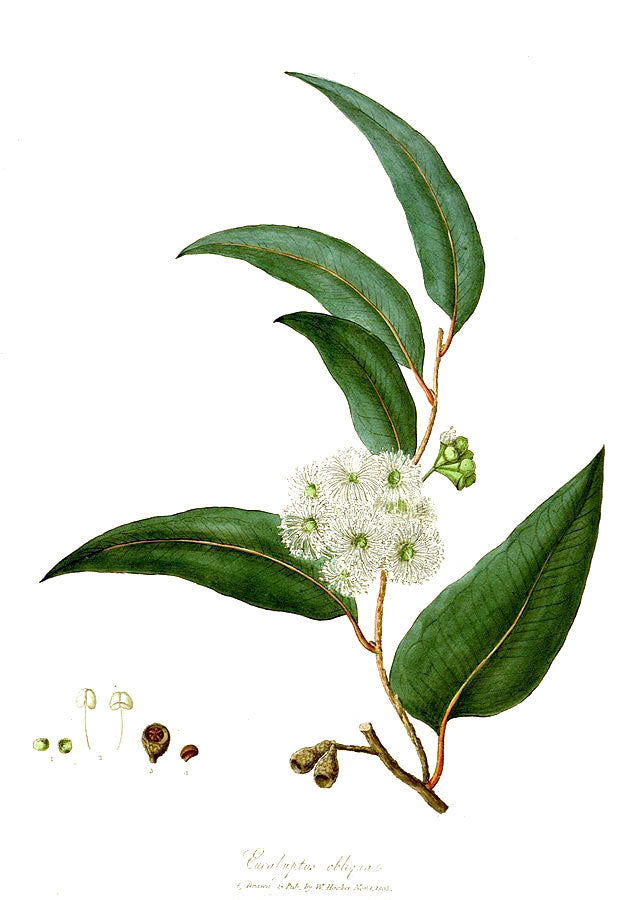 Eucalyptus botanical illustration