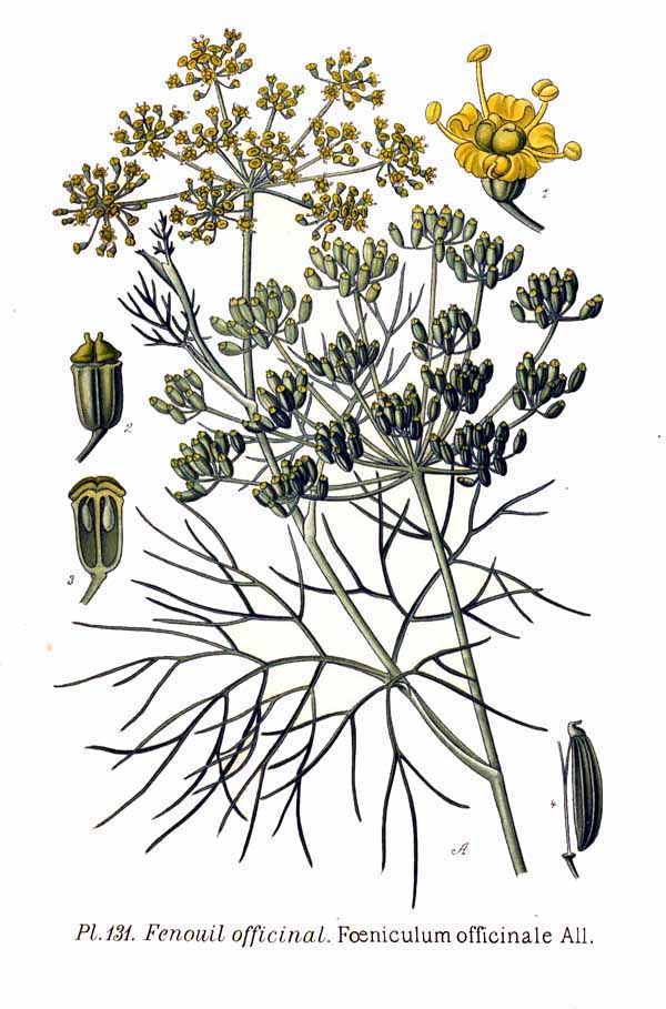 Fennel botanical illustration