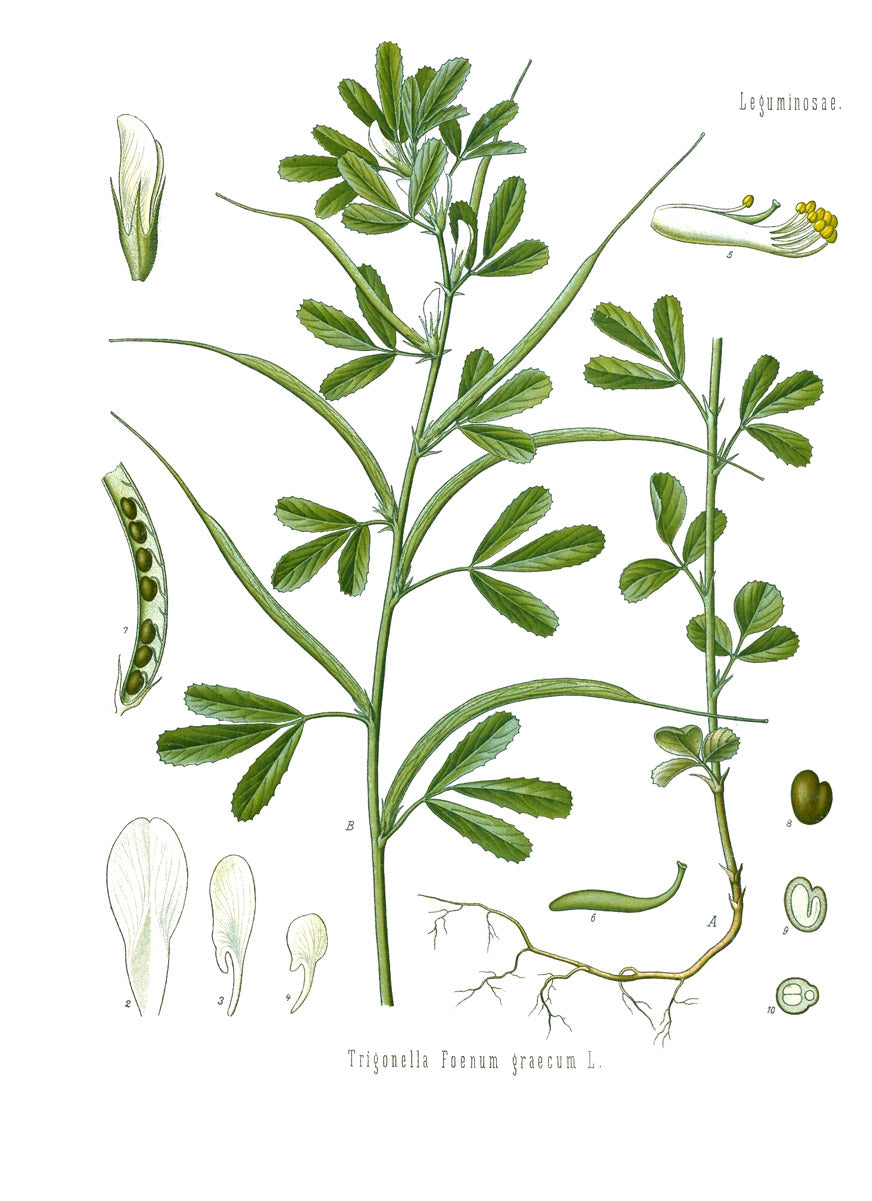 Fenugreek botanical illustration