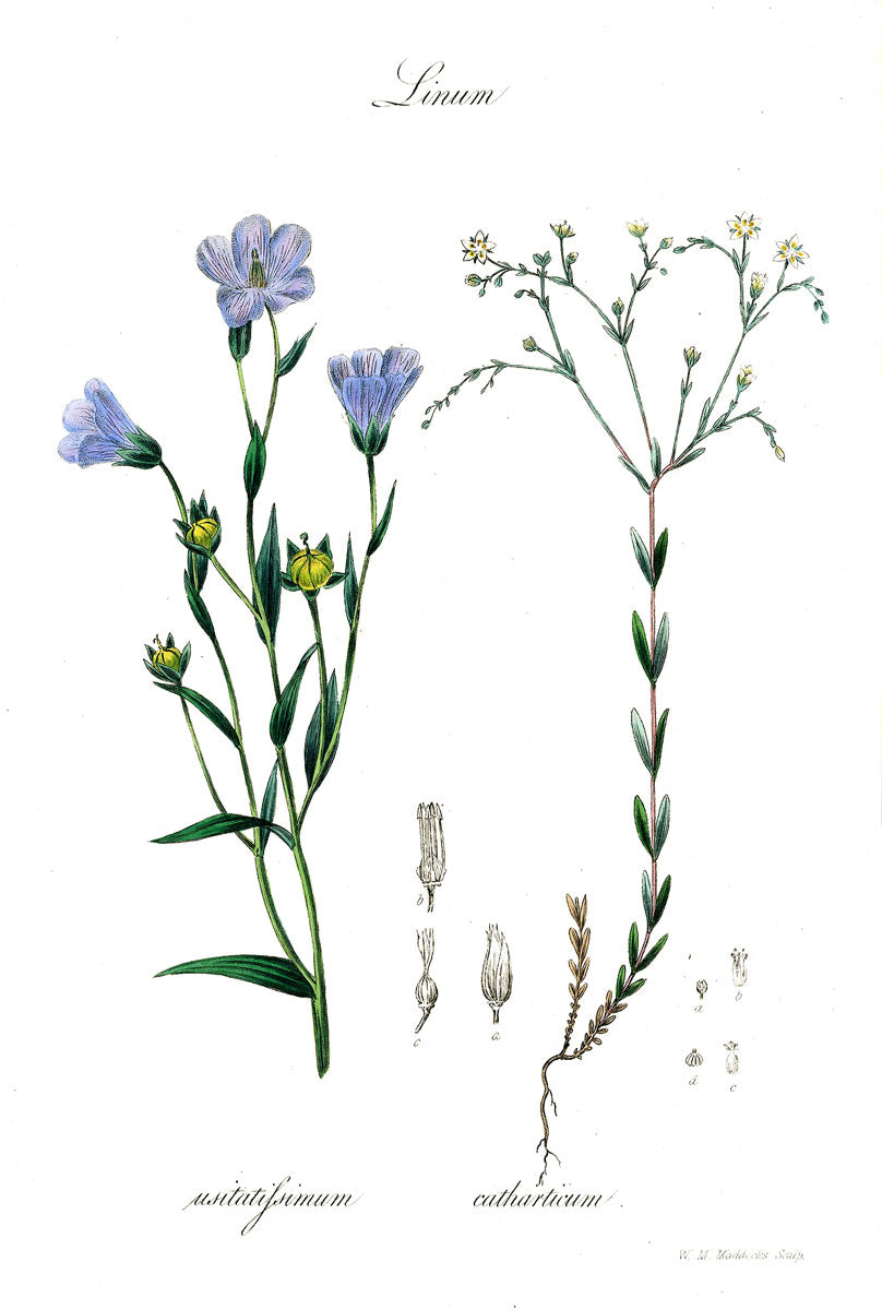 Flax botanical illustration