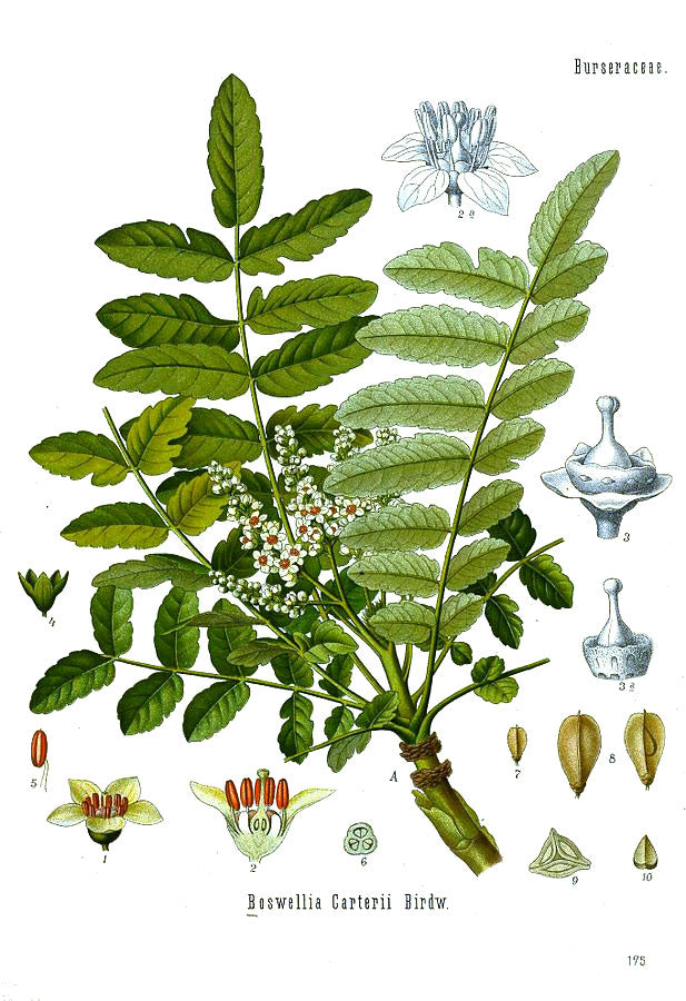 Frankincense botanical illustration