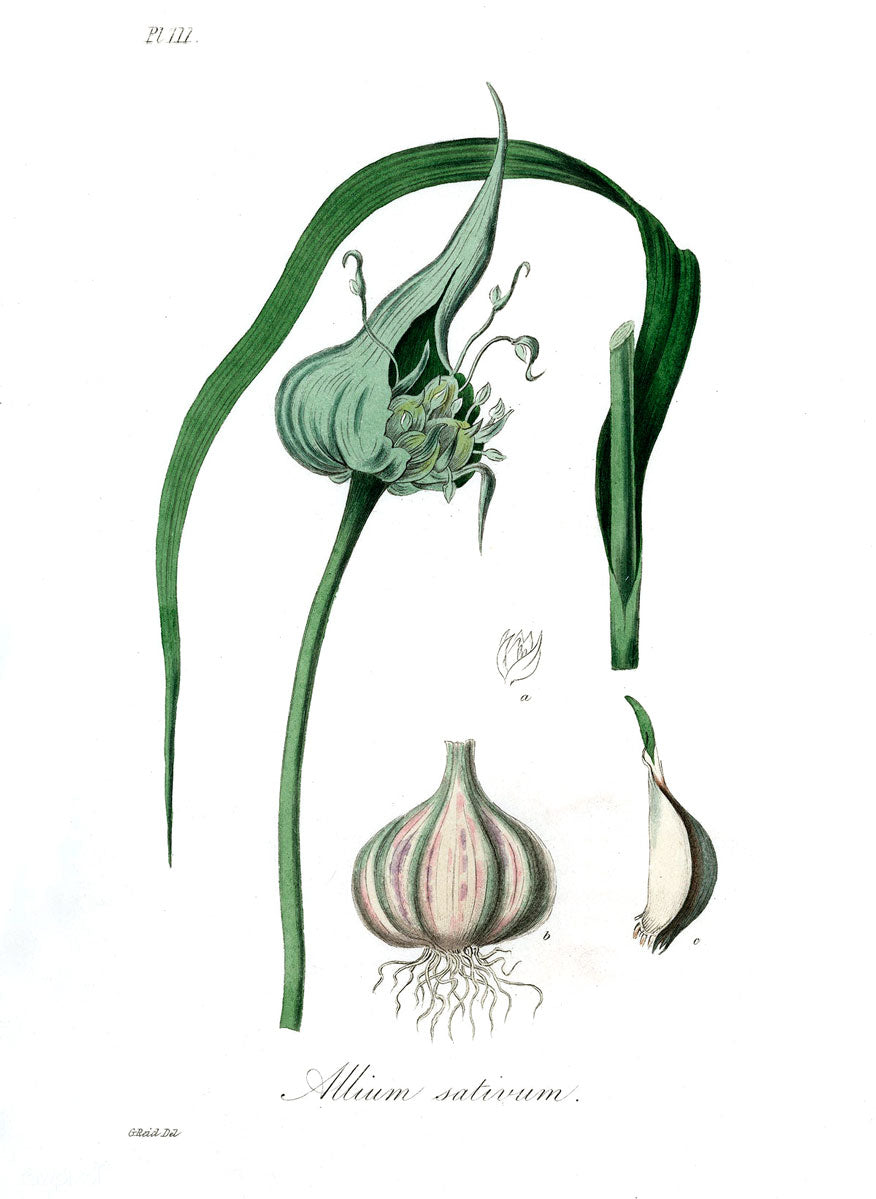 Garlic botanical illustration