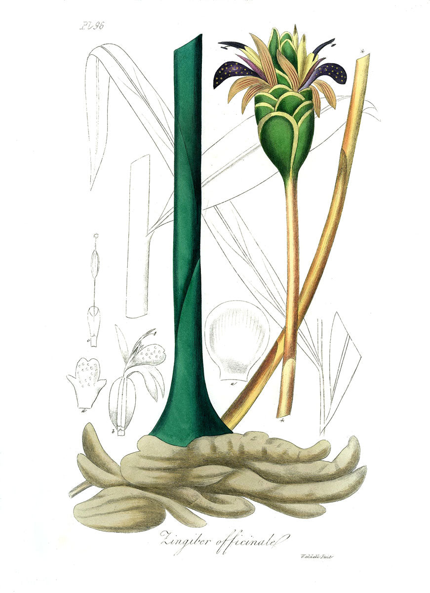 Ginger botanical illustration