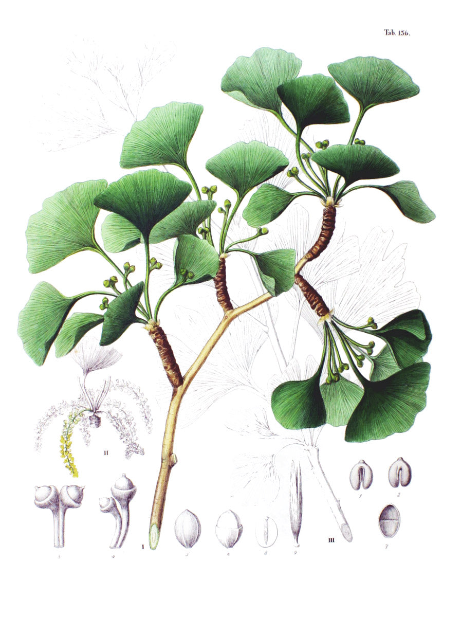 Ginkgo biloba botanical illustration