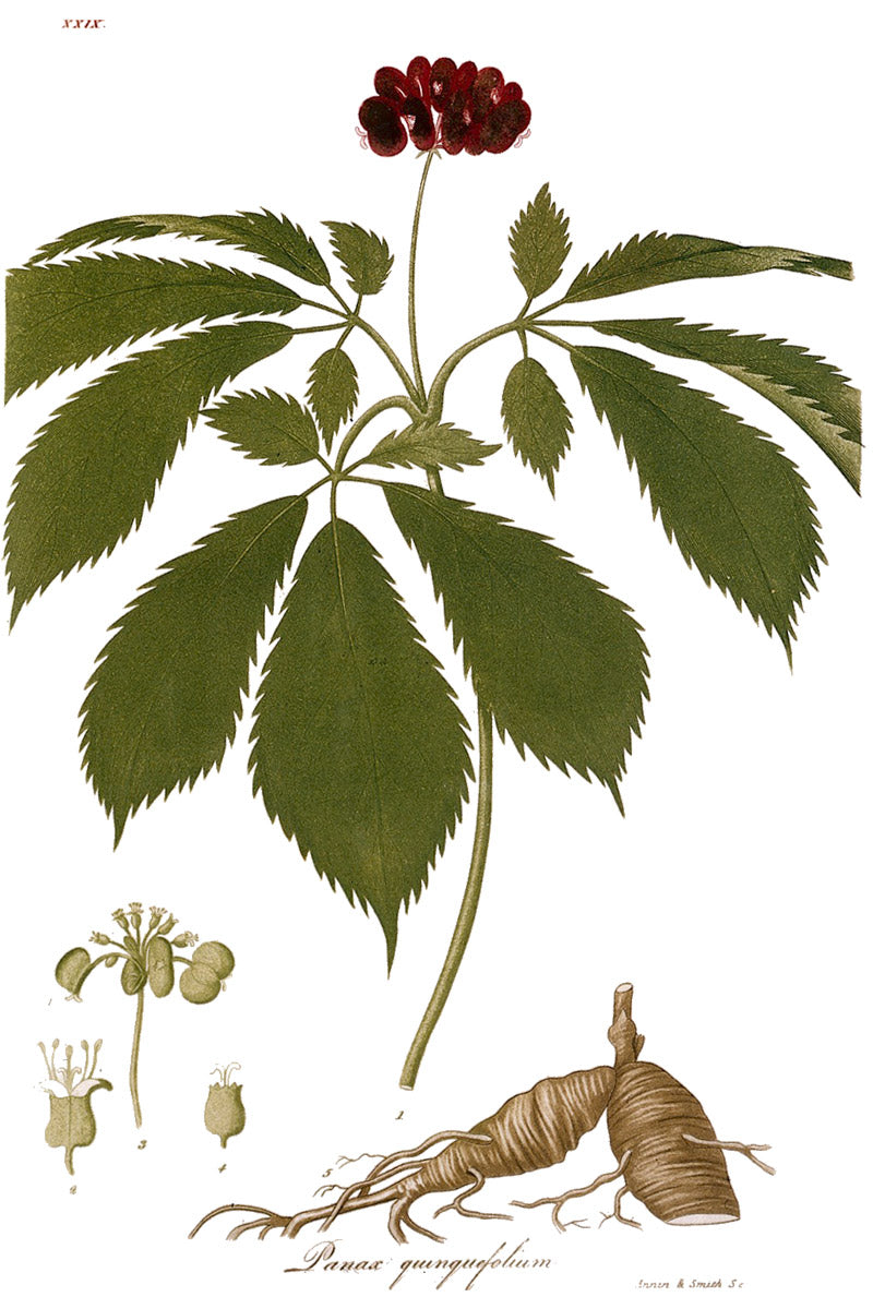 Ginseng botanical illustration