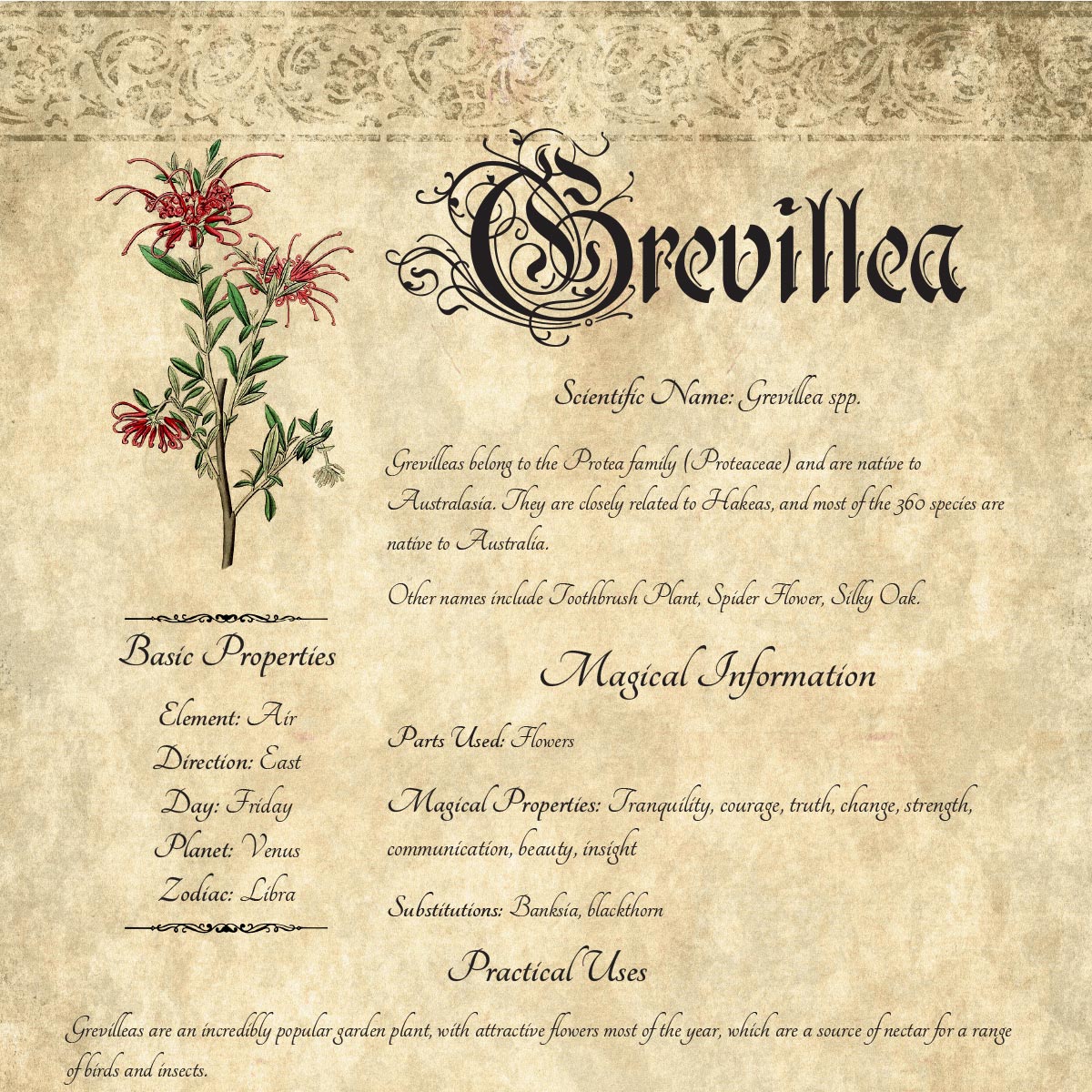 Herbal Grimoire Page: Grevillea – Nyx Apothecary