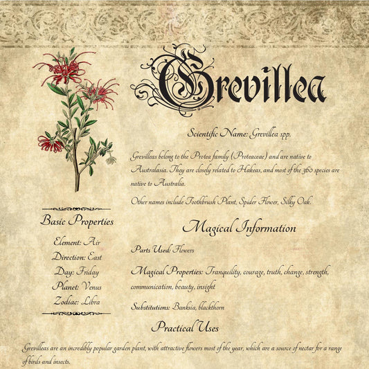 Antique-style grimoire page on the properties of Grevillea, with an aged paper background and script font