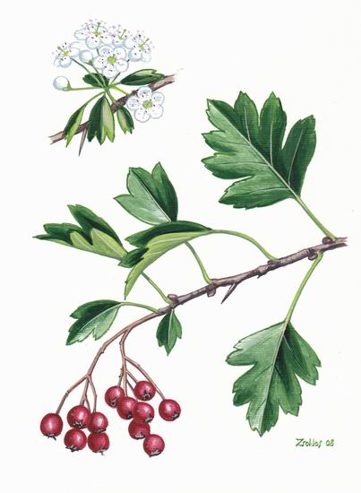 Hawthorn botanical illustration