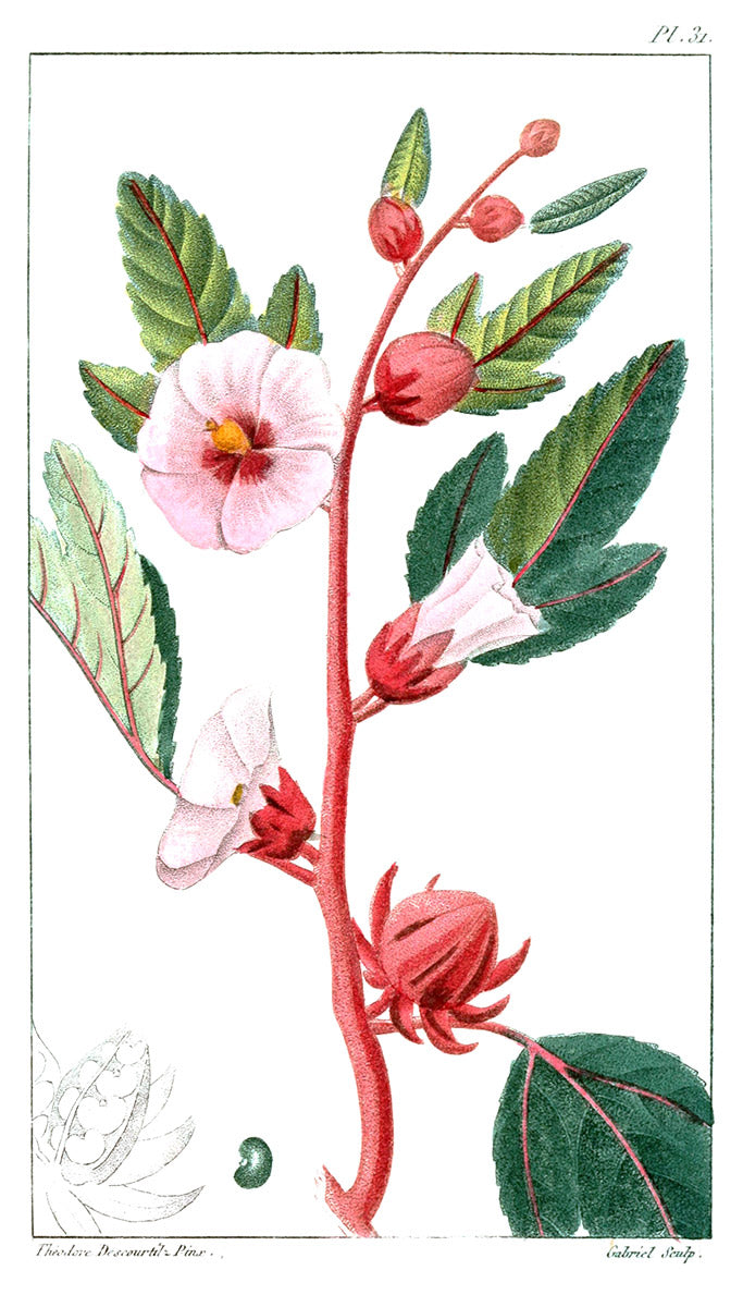 Hibiscus botanical illustration